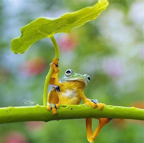 Pin By Danise Mcclung On Funny Pics Cute Frogs Animals Frog Pictures