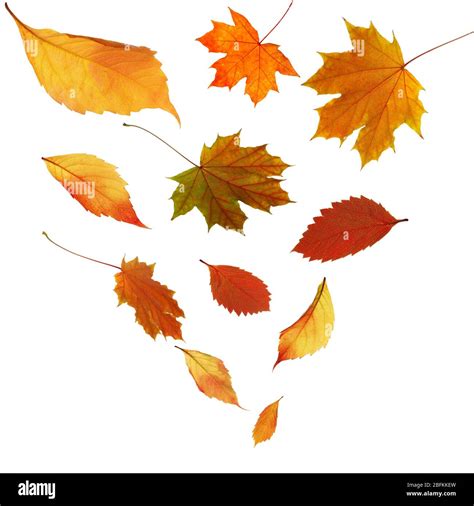 Autumn Leaves Falling Down Isolated On White Stock Photo Alamy