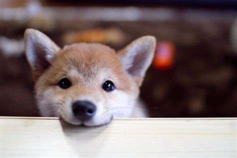 637 Best Shiba Inus Images On Pinterest Doggies Shiba Inu And