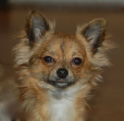 We have had some lovely photos of merle chihuahuas sent into the blog. Chihuahua Dog Breed » Information, Pictures, & More