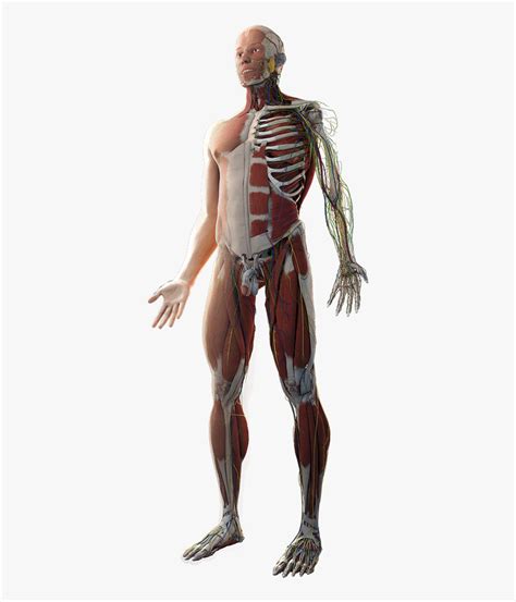 Transparent Human Anatomy Png Transparent Human Body Png Png