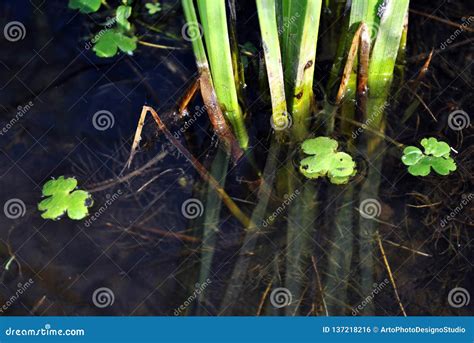 Green Reeds Growing In Dark Water Roots And Small Leaves Close Up