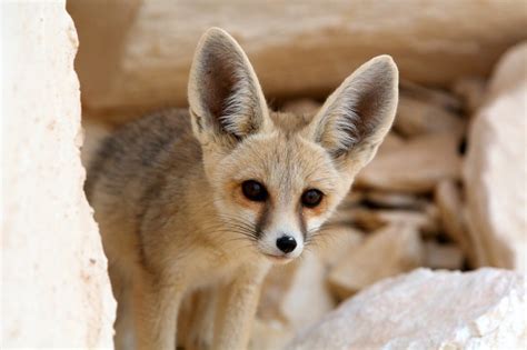Fennec Foxes Wild Animals News And Facts
