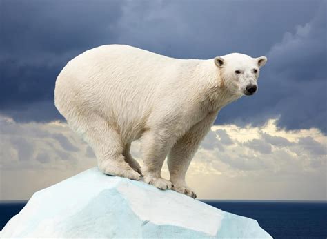 What Is In A Polar Bear Habitat With Pictures
