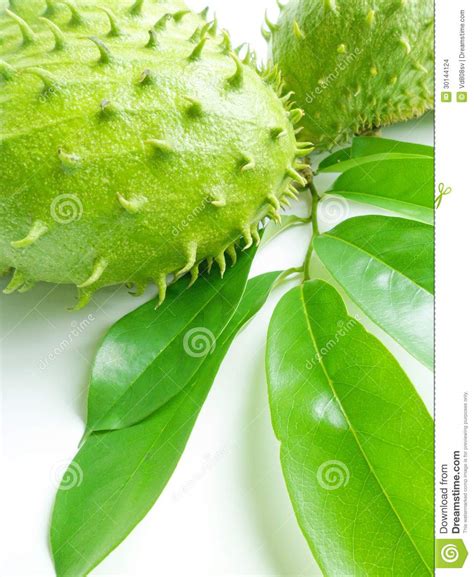 From its scientific name annona muriaca, this small tree with large, green, shiny evergreen leaves (i.e. Soursop (Annona muricata) stock photo. Image of natural ...