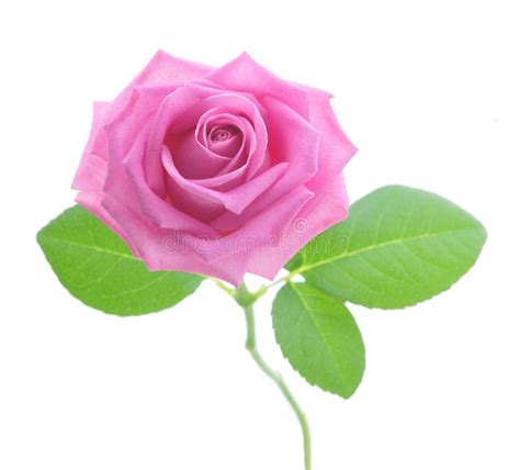 Beautiful Pink Rose Stock Image Image Of Open Natural 23673257