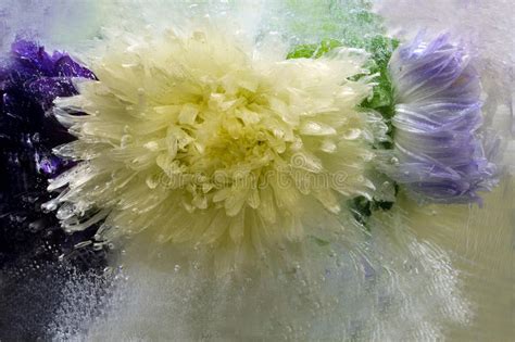 Frozen Flower Of Aster Stock Image Image Of Bouquet 68167141