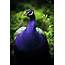 A Purple Peacock Very Royal Indeed  Animales Mixtos Photos