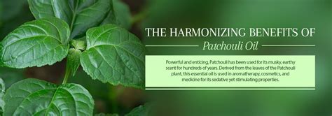 Patchouli Oil Uses And Benefits Of Patchouli Essential Oil