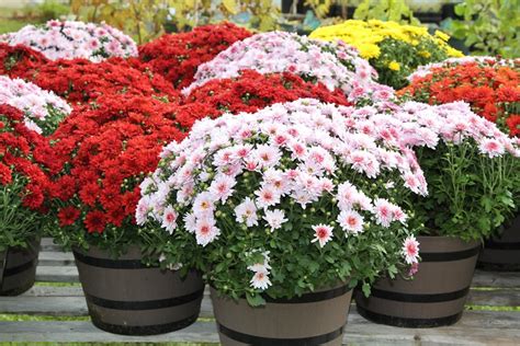 Chrysanthemums Growing And Care Tips Garden Design