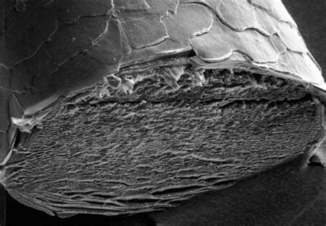 This make sense because hairs are pretty narrow so any kind of visual. Microscope Hair Strand - Micropedia