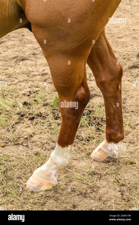 Horse Standing On Hind Legs Hi Res Stock Photography And Images Alamy