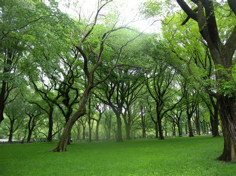 American Elm 100 Most Common North American Trees