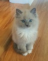 Blue point mink mitted Ragdoll kitten - SUKI | Cute cats, Baby cats ...