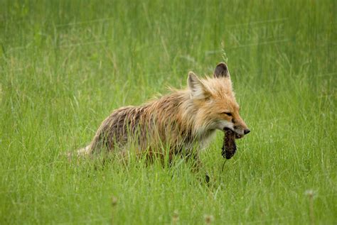 Red Fox Vulpes Vulpes With Prey In Its Mouth In Prince Albert