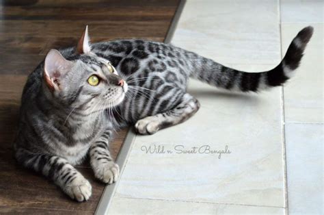 Book an appointment to meet adoptable cats. Bengal Kittens & Cats for Sale Near Me | Silver bengal cat ...