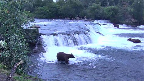 Brooks Falls Brown Bears Cam 08 10 2018 223519 233520 Youtube