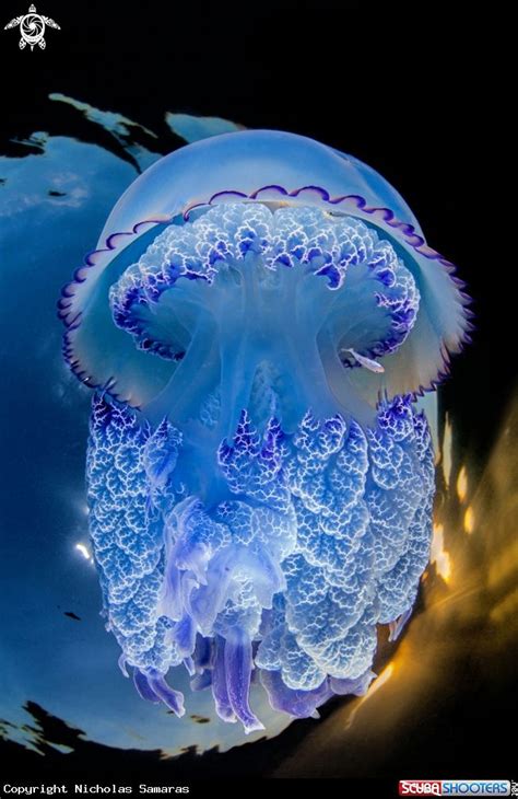 Rizostoma Pulmo Jellyfish Deep Sea Creatures Beautiful Sea