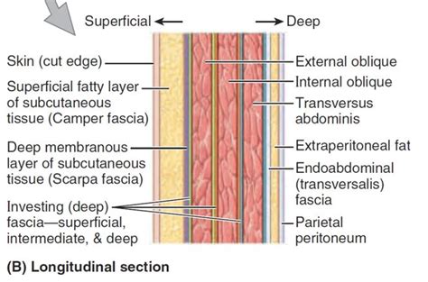 9 Abdominal Wall Layers Deep Fascia Medical Surgical Nursing