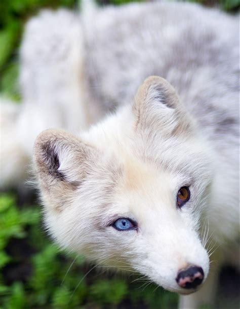 Watching tv and tweeting like it's my job, because it is. Arctic Fox | Arctic Fox The Arctic fox , also known as the ...
