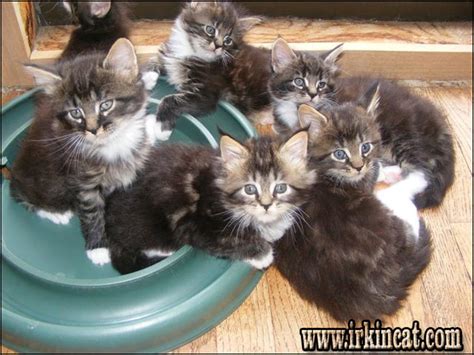 They are raised underfoot and are very friendly. Startling Information Regarding Maine Coon Kittens For ...