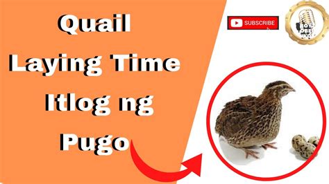 Quail Laying Time Itlog Ng Pugo Youtube
