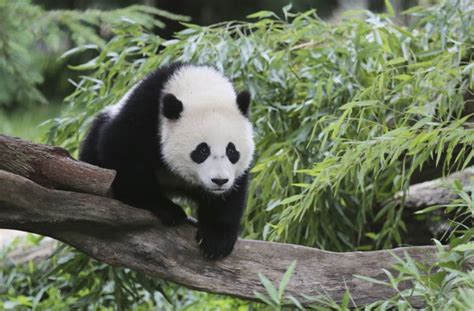 Where To Go In The Us To See A Giant Pandas