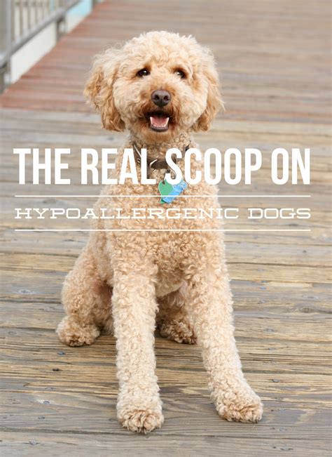 Maybe you would like to learn more about one of these? The Hypoallergenic Dog - What's the Real Scoop - Dog Vills