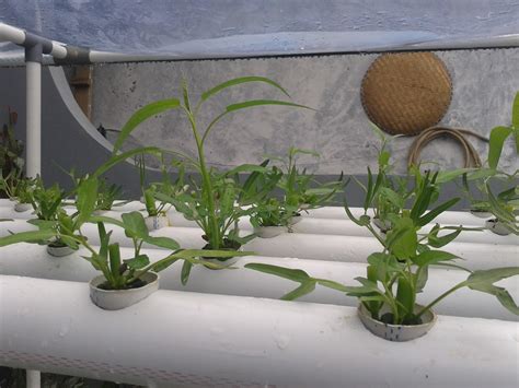 Step by step menanam kangkung dengan cara sederhana!! Aku, sekelilingku dan keseharianku: Panen kangkung dan ...