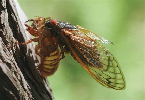 Billions Of Cicadas Will Ascend Upon The Northeastern United States As