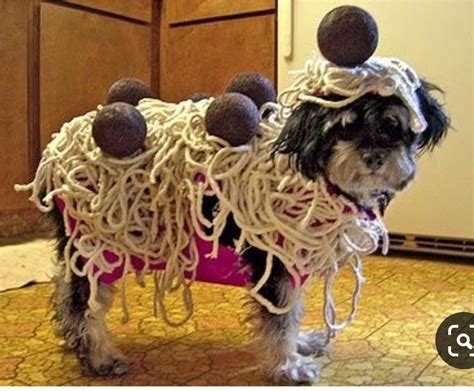 Pin By Zeet Swaggerty On Costumes For Animals Pet Halloween Costumes