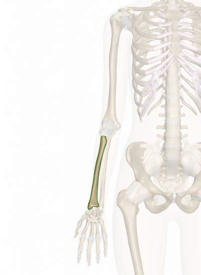 The Radius Bone Anatomy And 3d Illustrations