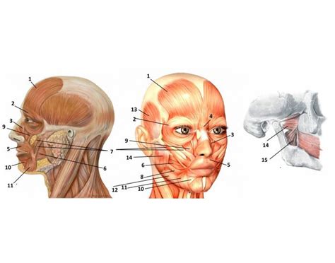 Muscles Of The Head Quiz