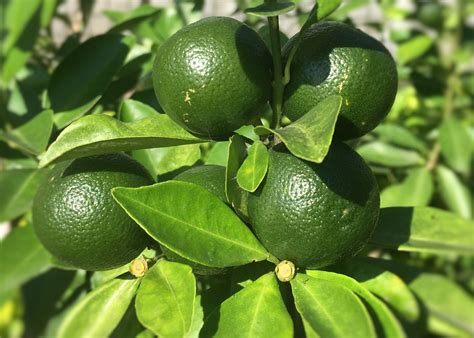 Calamansi Calamansi Fruit Food Garden