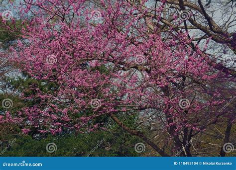 Eastern Redbud Tree In Blossom Stock Photo Image Of Flower