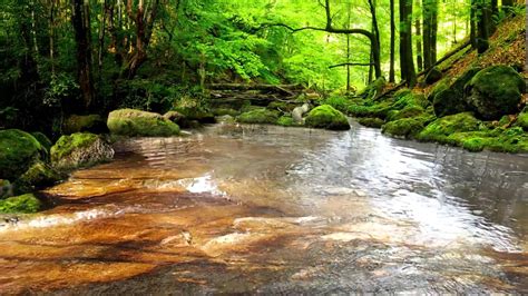 Relaxing Sounds Of Water Stream 60mins The Sounds Of Nature Youtube