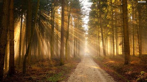 Sunny Forest Road Wallpaper Forest Path Forest Road Tree Forest