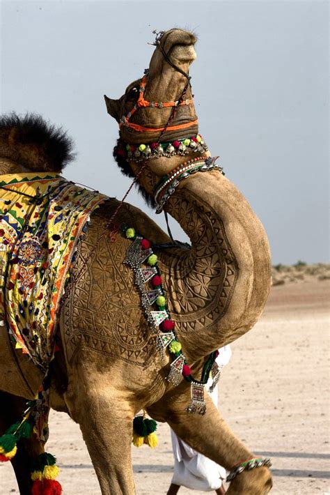 Posts about decorated camels written by admin. Moon to Moon: Camel Art....
