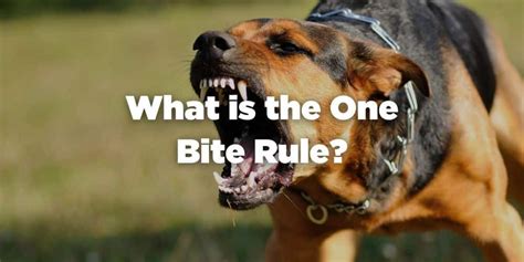 The One Bite Rule What Happens To You The Dog And The Victim
