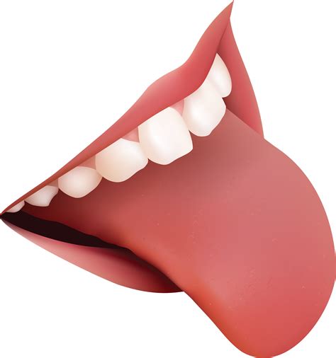Collection Of Nose Png Hd Pluspng