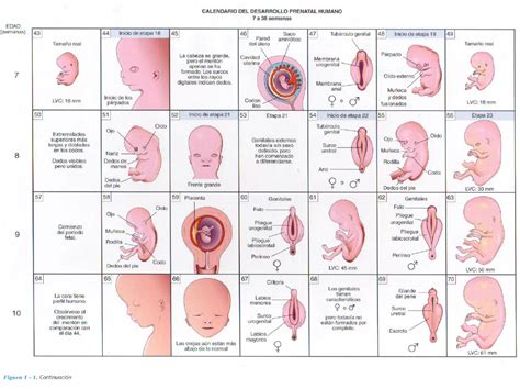 Linea Del Tiempo Desarrollo Embrionario Y Fetal Kulturaupice My XXX