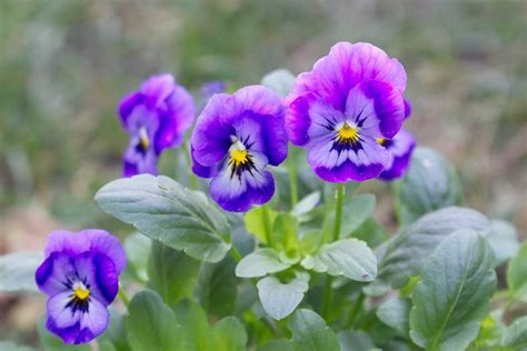 Violet Flower Growing Guides Tips And Information Gardeners Path