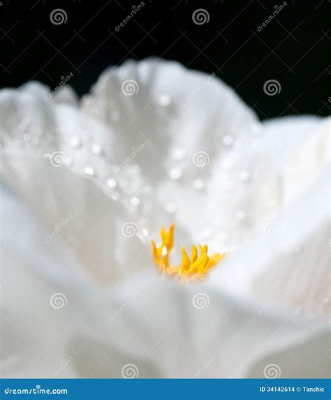 White Flower With Water Droplets On The Petals Stock Photo Image Of