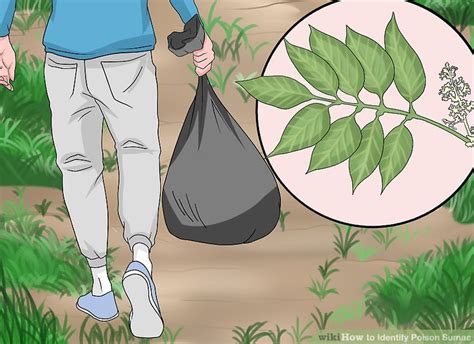 3 Easy Ways To Identify Poison Sumac With Pictures