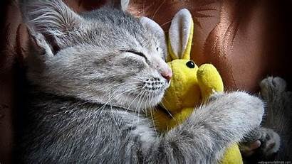 Toy Cat Animal Cuddle Cats Wallpapers Background