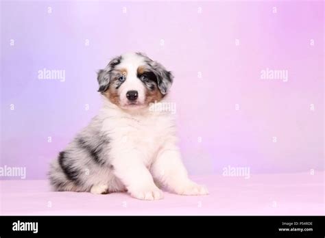 Australian Shepherd Puppy Stock Photo Alamy