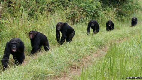 Murder Comes Naturally To Chimpanzees Bbc News