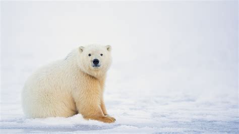 White Polar Bear Is Standing In Snow Field Hd Polar Bear Wallpapers