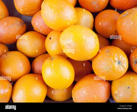 A Display Of Seedless Navel Oranges Citrus Sinensis They Have A Small