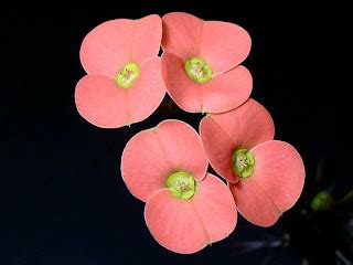 Calla Lily Fun Facts - calla lily flower facts